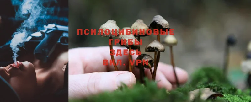 Псилоцибиновые грибы Cubensis  Бобров 